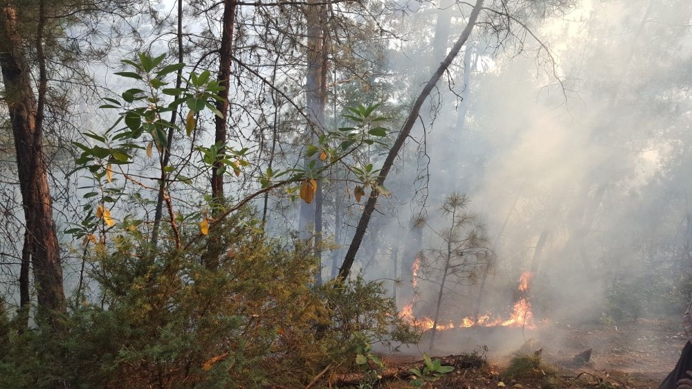 Makedonya ve Arnavutluk’ta orman yangınları