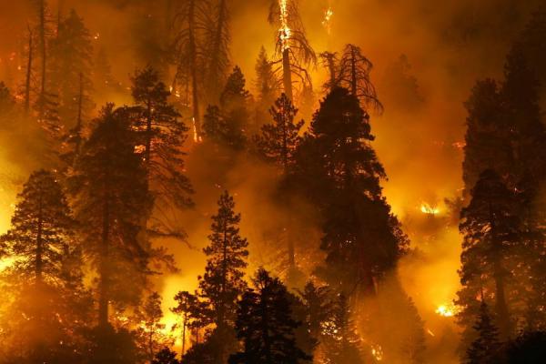 Arnavutluk Orman Yangınlarıyla Boğuştu